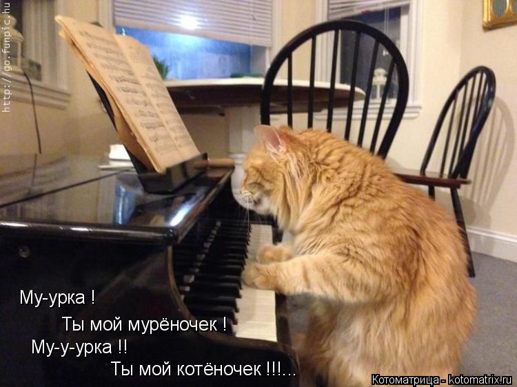Ты мой котёночек !!!... Му-у-урка !! Ты мой мурёночек ! Му-урка !... Котоматрица: Ты мой котёночек !!!... Му-у-урка !! Ты мой мурёночек ! Му-урка !