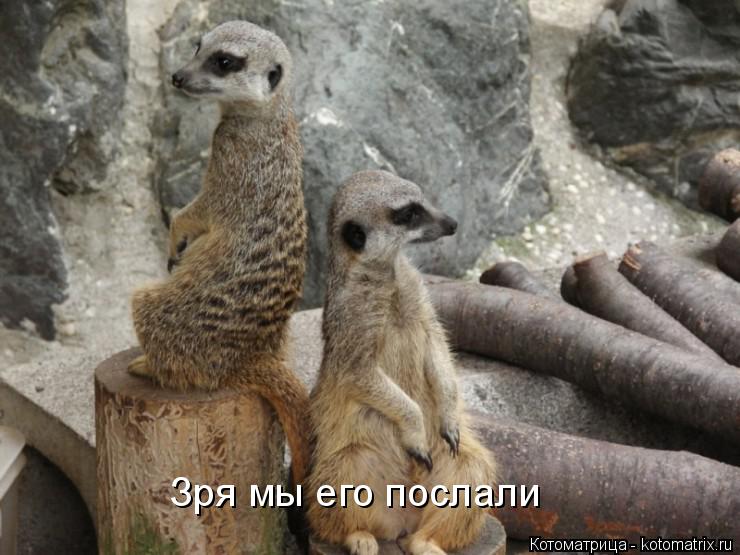 Котоматрица: Зря мы его послали