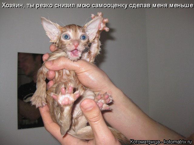 Хозяин, ты резко снизил мою самооценку сделав меня меньше!... Котоматрица: Хозяин, ты резко снизил мою самооценку сделав меня меньше!