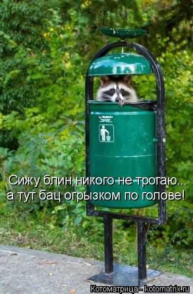 Котоматрица: Сижу блин,никого не трогаю... а тут бац огрызком по голове!