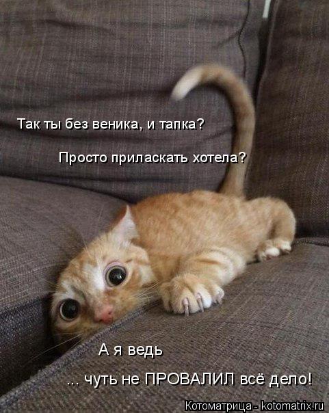 Так ты без веника, и тапка? Просто приласкать хотела? А я ведь ... чуть не ПРОВАЛИЛ всё дело!... Котоматрица: Так ты без веника, и тапка? Просто приласкать хотела? А я ведь ... чуть не ПРОВАЛИЛ всё дело!