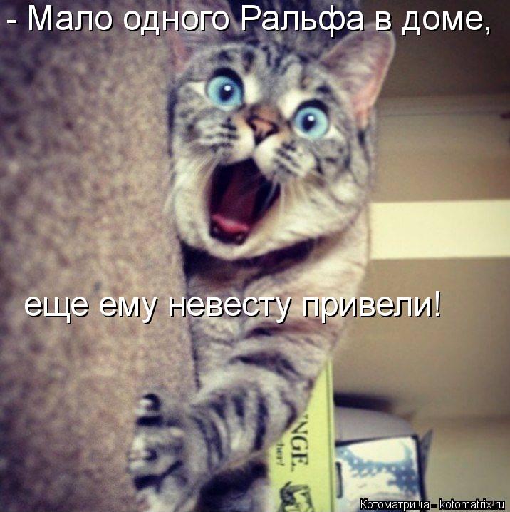Котоматрица: - Мало одного Ральфа в доме, еще ему невесту привели!