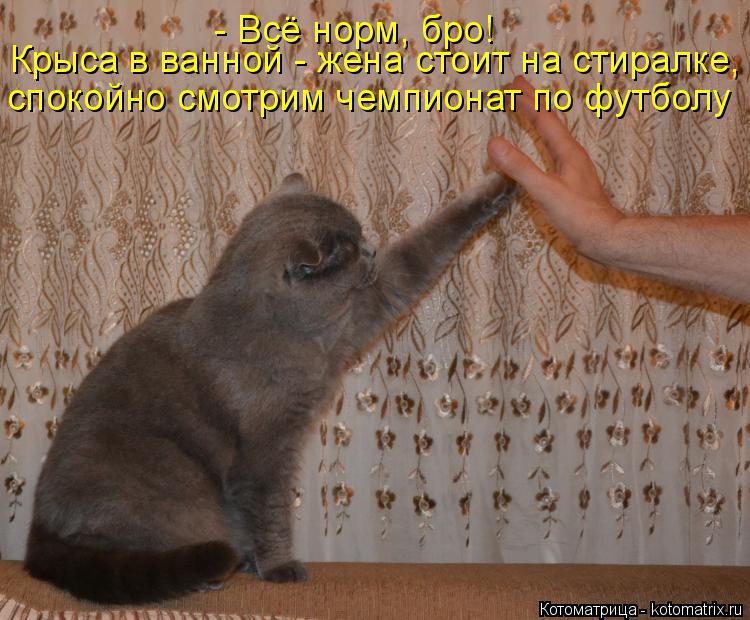 Крыса в ванной - жена стоит на стиралке, спокойно смотрим чемпионат по футболу - Всё норм, бро!... Котоматрица: Крыса в ванной - жена стоит на стиралке, спокойно смотрим чемпионат по футболу - Всё норм, бро!