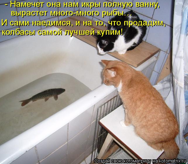 Котоматрица: - Намечет она нам икры полную ванну, вырастет много-много рыбы…   колбасы самой лучшей купим! И сами наедимся, и на то, что продадим,