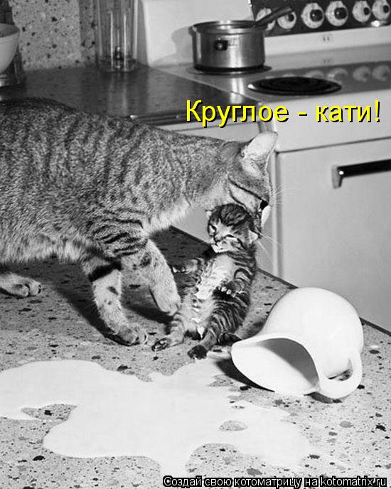 Круглое - кати!... Котоматрица: Круглое - кати!