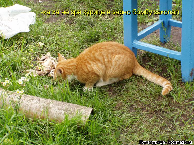 Котоматрица: -ха ха не зря курице в зерно бомбу закопал