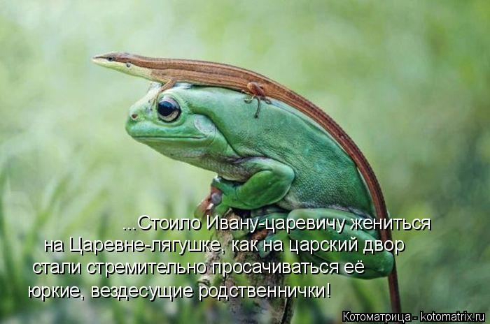 Котоматрица: ...Стоило Ивану-царевичу жениться  на Царевне-лягушке, как на царский двор стали стремительно просачиваться её юркие, вездесущие родственни