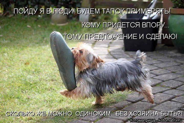 ПОЙДУ Я В ЛЮДИ! БУДЕМ ТАПОК ПРИМЕРЯТЬ! КОМУ ПРИДЕТСЯ ВПОРУ... ТОМУ ПРЕДЛОЖЕНИЕ И СДЕЛАЮ! СКОЛЬКО ЖЕ ... Котоматрица: ПОЙДУ Я В ЛЮДИ! БУДЕМ ТАПОК ПРИМЕРЯТЬ! КОМУ ПРИДЕТСЯ ВПОРУ... ТОМУ ПРЕДЛОЖЕНИЕ И СДЕЛАЮ! СКОЛЬКО ЖЕ МОЖНО ОДИНОКИМ.. БЕЗ ХОЗЯИНА БЫТЬ?!