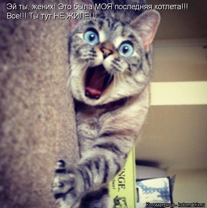 Эй ты, жених! Это была МОЯ последняя котлета!!! Все!!! Ты тут НЕ ЖИЛЕЦ!... Котоматрица: Эй ты, жених! Это была МОЯ последняя котлета!!! Все!!! Ты тут НЕ ЖИЛЕЦ!