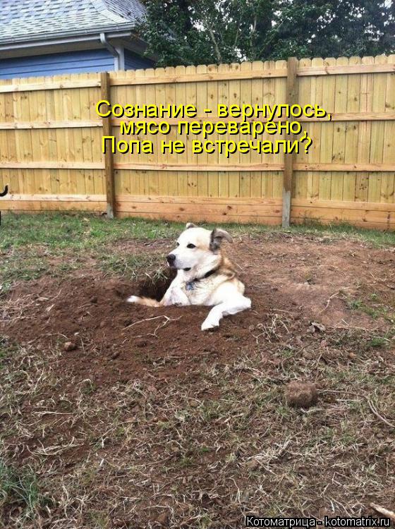 Котоматрица: Попа не встречали? мясо переварено, Сознание - вернулось,