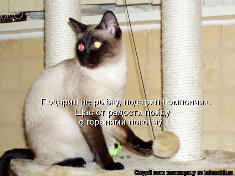 Котоматрица: Подарил не рыбку, подарил помпончик. Щас от радости пойду с геранями покончу.