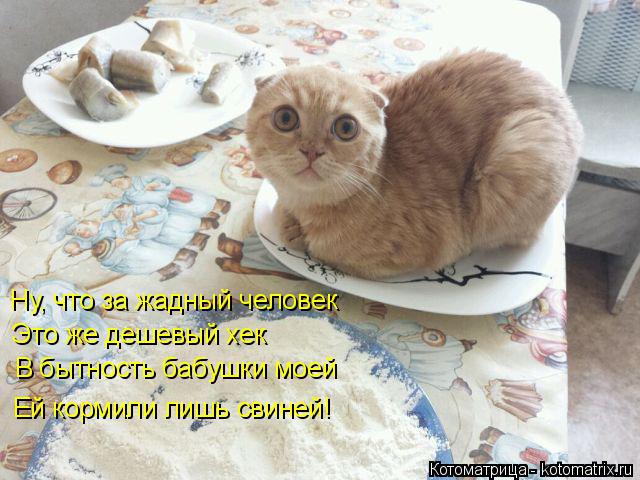 Котоматрица: Ну, что за жадный человек    Это же дешевый хек  В бытность бабушки моей  Ей кормили лишь свиней!