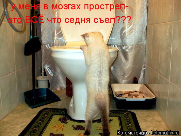 Котоматрица: у меня в мозгах прострел- это ВСЁ что седня съел???