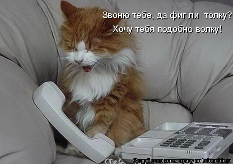 Котоматрица: Звоню тебе, да фиг ли  толку? Хочу тебя подобно волку!