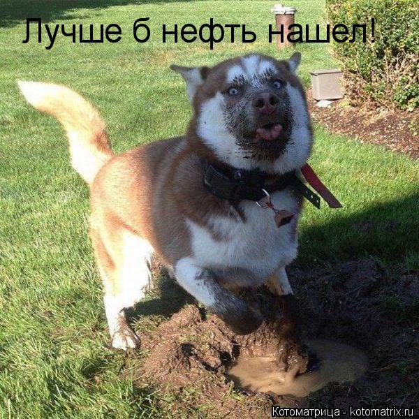 Котоматрица: Лучше б нефть нашел!