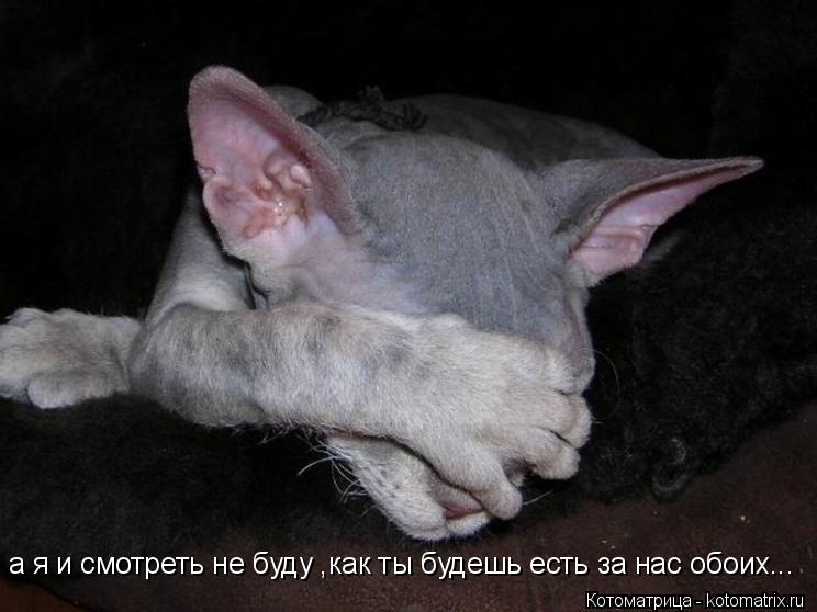 а я и смотреть не буду ,как ты будешь есть за нас обоих...... Котоматрица: а я и смотреть не буду ,как ты будешь есть за нас обоих...
