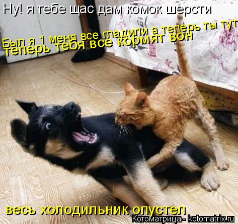Ну! я тебе щас дам комок шерсти Был я 1 меня все гладили а теперь ты тут теперь тебя все кормят вон в... Котоматрица: Ну! я тебе щас дам комок шерсти Был я 1 меня все гладили а теперь ты тут теперь тебя все кормят вон весь холодильник опустел