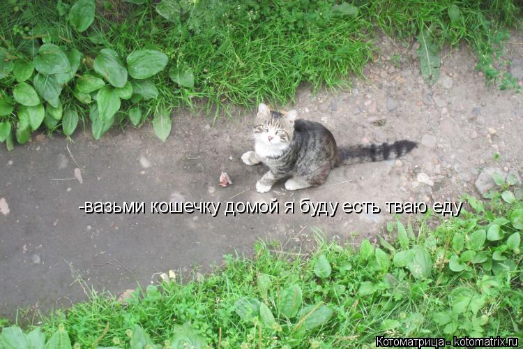 -вазьми кошечку домой я буду есть тваю еду... Котоматрица: -вазьми кошечку домой я буду есть тваю еду