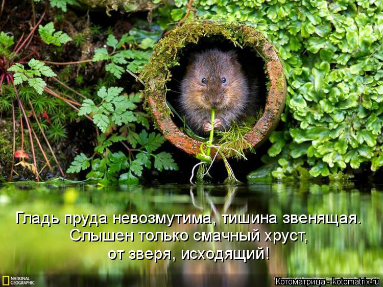 Гладь пруда невозмутима, тишина звенящая. Слышен только смачный хруст, от зверя, исходящий!... Котоматрица: Гладь пруда невозмутима, тишина звенящая. Слышен только смачный хруст, от зверя, исходящий!