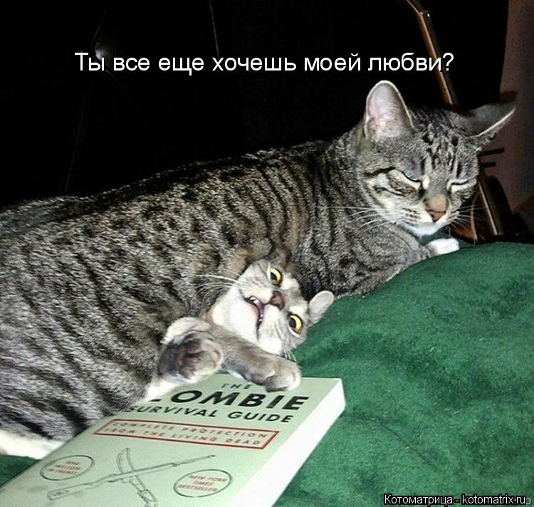 Котоматрица: Ты все еще хочешь моей любви?