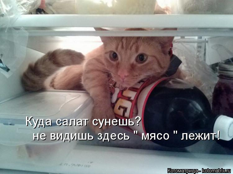 Котоматрица: Куда салат сунешь? не видишь здесь " мясо " лежит!