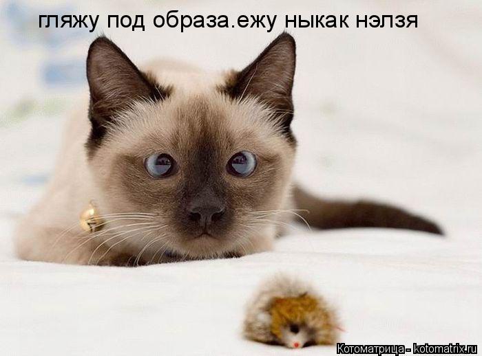 Котоматрица: гляжу под образа.ежу ныкак нэлзя