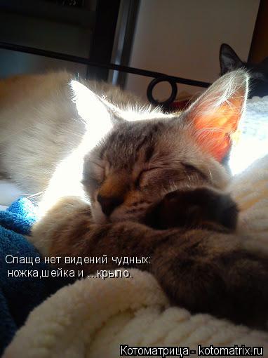 Слаще нет видений чудных: ножка,шейка и ...крыло.... Котоматрица: Слаще нет видений чудных: ножка,шейка и ...крыло.