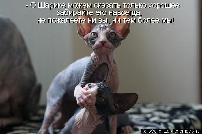 - О Шарике можем сказать только хорошее не пожалеете ни вы, ни тем более мы! забирайте его навсегда,... Котоматрица: - О Шарике можем сказать только хорошее не пожалеете ни вы, ни тем более мы! забирайте его навсегда,