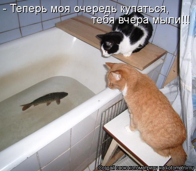 Котоматрица: - Теперь моя очередь купаться,  тебя вчера мыли!!!
