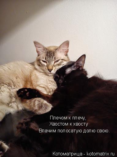 Плечом к плечу, Хвостом к хвосту Влачим полосатую долю свою.... Котоматрица: Плечом к плечу, Хвостом к хвосту Влачим полосатую долю свою.