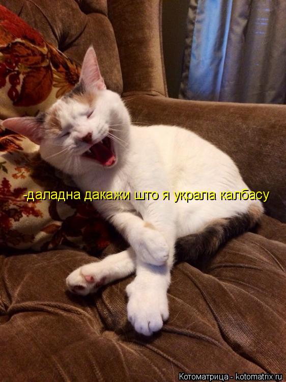 Котоматрица: -даладна дакажи што я украла калбасу
