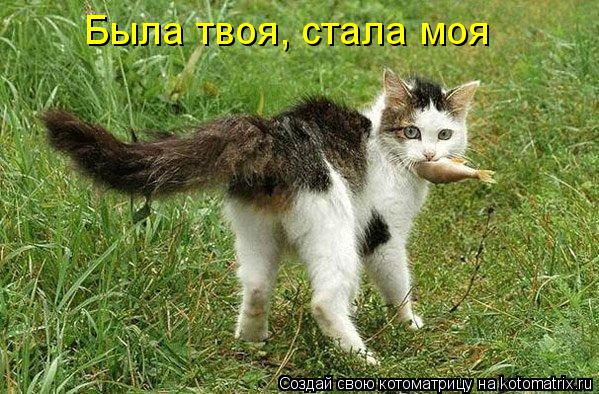 Котоматрица: Была твоя, стала моя