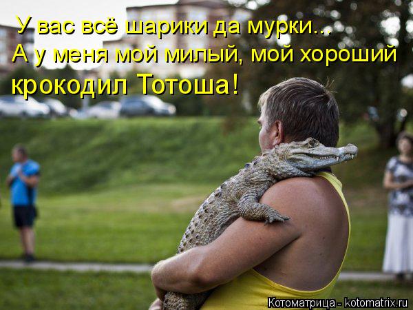 У вас всё шарики да мурки... А у меня мой милый, мой хороший крокодил Тотоша!... Котоматрица: У вас всё шарики да мурки... А у меня мой милый, мой хороший крокодил Тотоша!