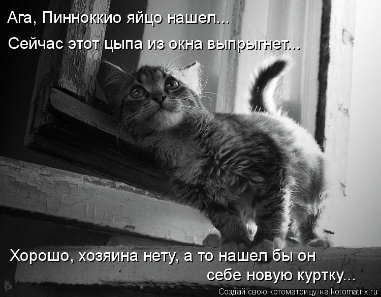 Ага, Пинноккио яйцо нашел... Сейчас этот цыпа из окна выпрыгнет... Хорошо, хозяина нету, а то нашел б... Котоматрица: Ага, Пинноккио яйцо нашел... Сейчас этот цыпа из окна выпрыгнет... Хорошо, хозяина нету, а то нашел бы он себе новую куртку...