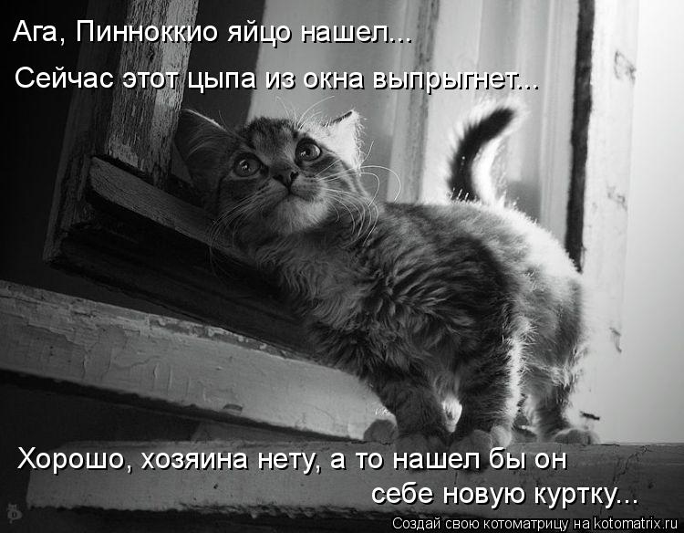 Котоматрица: Ага, Пинноккио яйцо нашел... Сейчас этот цыпа из окна выпрыгнет... Хорошо, хозяина нету, а то нашел бы он себе новую куртку...