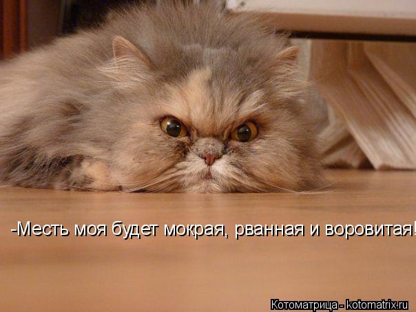 Котоматрица: -Месть моя будет мокрая, рванная и воровитая!