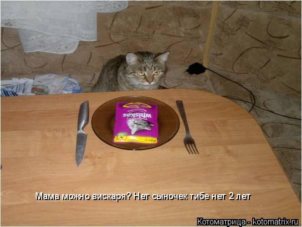 Котоматрица: Мама можно вискаря? Нет сыночек тибе нет 2 лет Мама можно вискаря? Нет сыночек тибе нет 2 лет