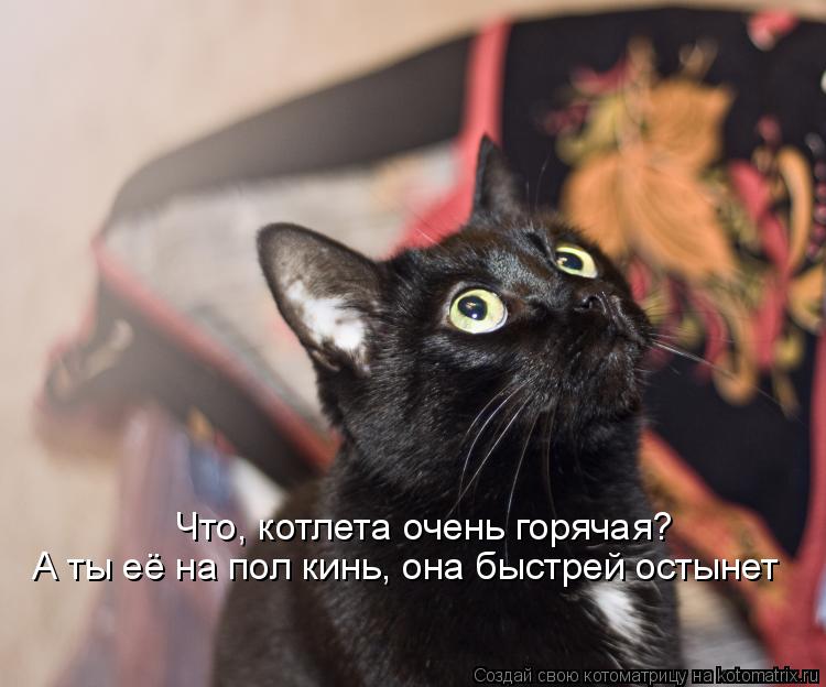 Что, котлета очень горячая? А ты её на пол кинь, она быстрей остынет... Котоматрица: Что, котлета очень горячая? А ты её на пол кинь, она быстрей остынет