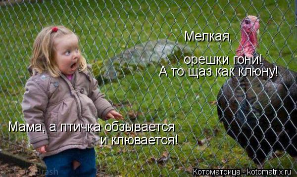 Котоматрица: Мелкая, орешки гони! А то щаз как клюну! Мама, а птичка обзывается и клювается!