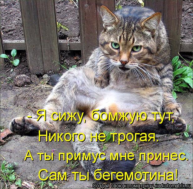 Котоматрица: - Я сижу, бомжую тут, Никого не трогая. А ты примус мне принес. Сам ты бегемотина!