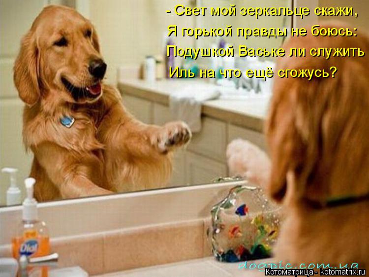 Котоматрица: Подушкой Ваське ли служить  - Свет мой зеркальце скажи, Я горькой правды не боюсь: Иль на что ещё сгожусь?