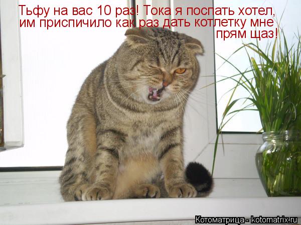Тьфу на вас 10 раз! Тока я поспать хотел, им приспичило как раз дать котлетку мне прям щаз!... Котоматрица: Тьфу на вас 10 раз! Тока я поспать хотел, им приспичило как раз дать котлетку мне прям щаз!