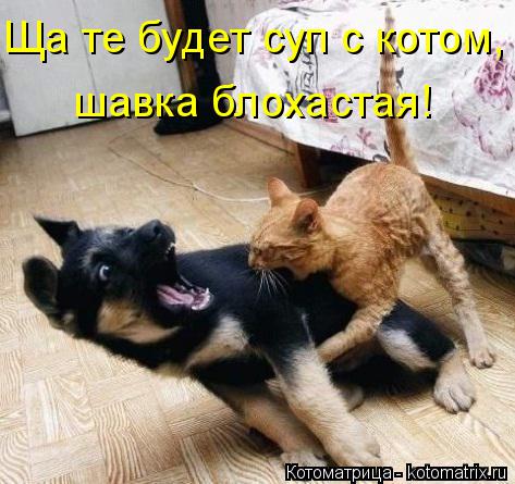 Ща те будет суп с котом, шавка блохастая!... Котоматрица: Ща те будет суп с котом, шавка блохастая!