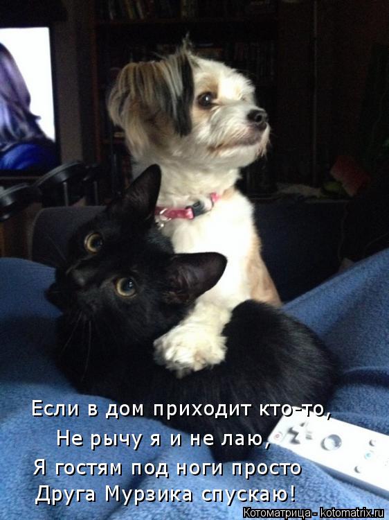Котоматрица: Если в дом приходит кто-то, Не рычу я и не лаю, Я гостям под ноги просто Друга Мурзика спускаю!
