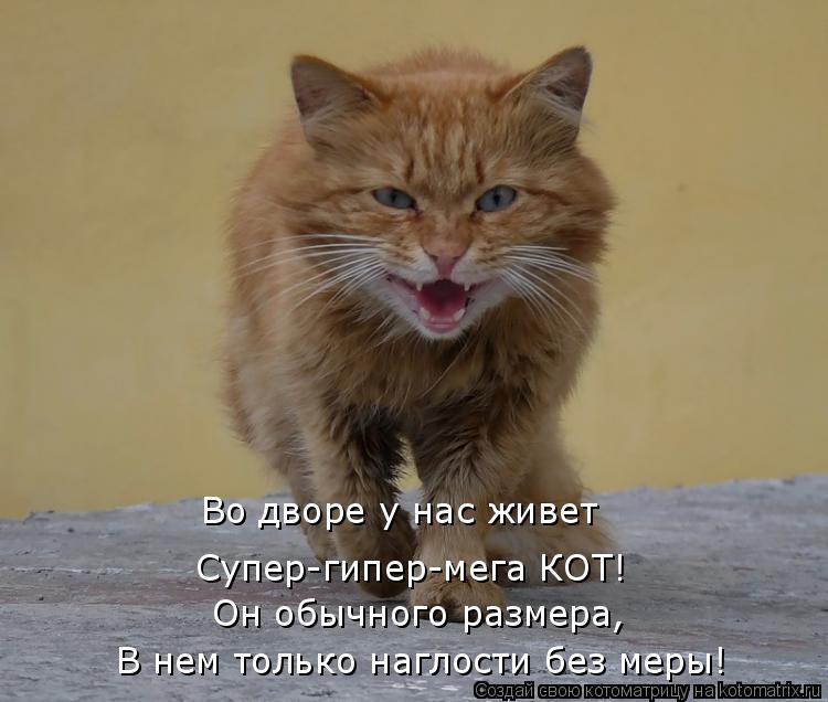 Во дворе у нас живет Супер-гипер-мега КОТ! Он обычного размера, В нем только наглости без меры!... Котоматрица: Во дворе у нас живет Супер-гипер-мега КОТ! Он обычного размера, В нем только наглости без меры!