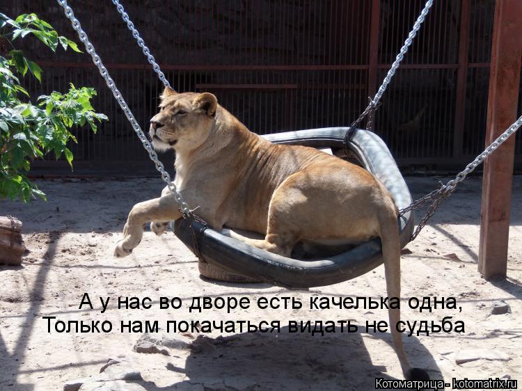 Котоматрица: А у нас во дворе есть качелька одна, Только нам покачаться видать не судьба