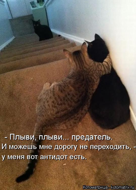 Котоматрица: - Плыви, плыви... предатель. И можешь мне дорогу не переходить, - у меня вот антидот есть.