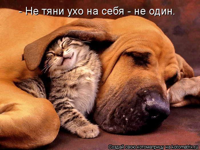 - Не тяни ухо на себя - не один.... Котоматрица: - Не тяни ухо на себя - не один.