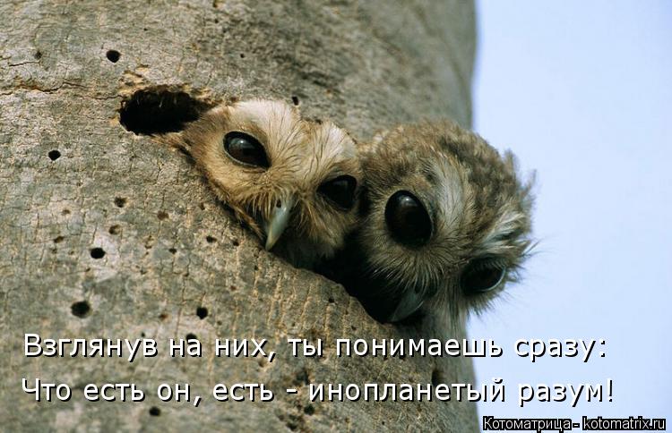Взглянув на них, ты понимаешь сразу: Что есть он, есть - инопланетый разум!... Котоматрица: Взглянув на них, ты понимаешь сразу: Что есть он, есть - инопланетый разум!