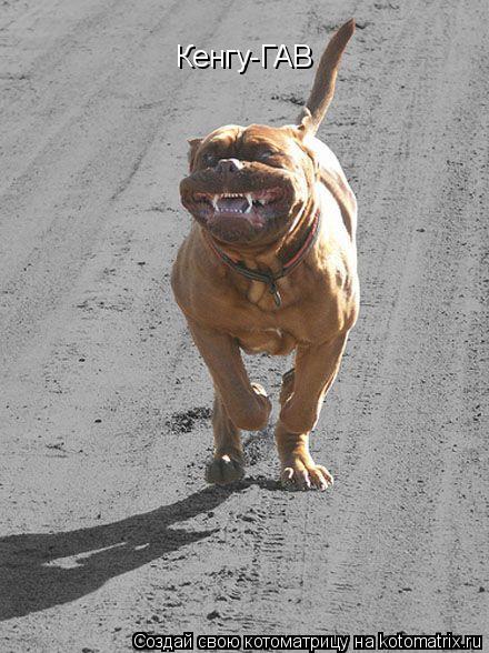 Котоматрица: Кенгу-ГАВ